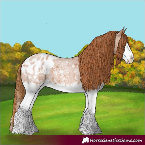 Horse Color:Red Roan Sabino Splash Appaloosa 