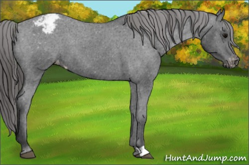 Horse Color:Smoky Black Appaloosa 