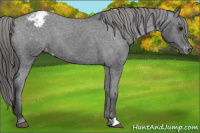 Horse Color:Smoky Black Appaloosa 