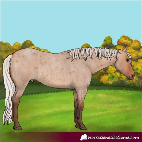 Horse Color:Silver Bay Roan Dun 