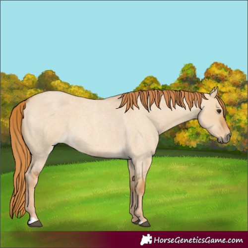 Horse Color:Red Dun Roan 