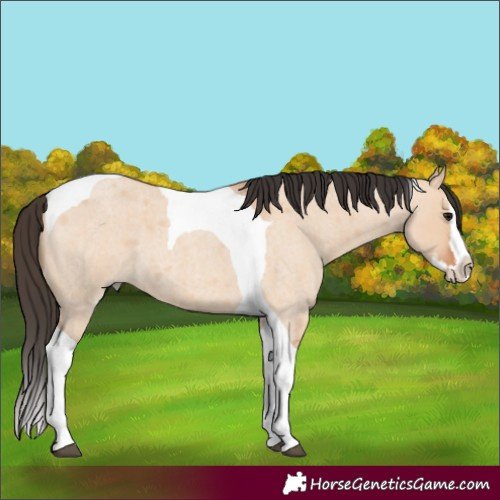 Horse Color:Bay Roan Dun Splash Tobiano 