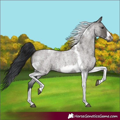 Horse Color:Grullo Roan Tobiano Frame 