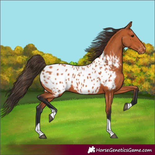 Horse Color:Bay Tobiano Appaloosa 