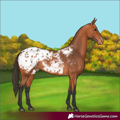 Horse Color:Bay Appaloosa 