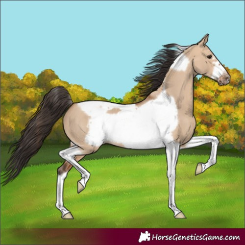 Horse Color:Bay Dun Tobiano Frame