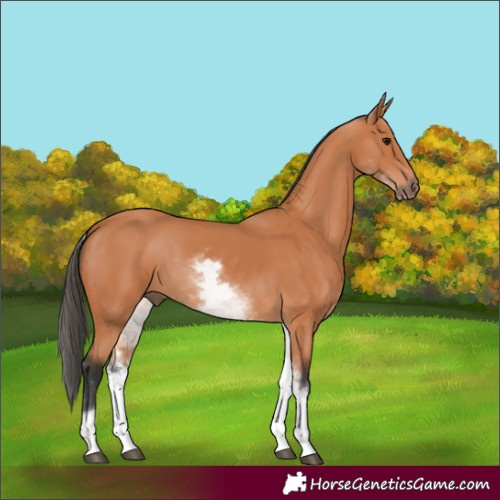Horse Color:White Spotted Bay 