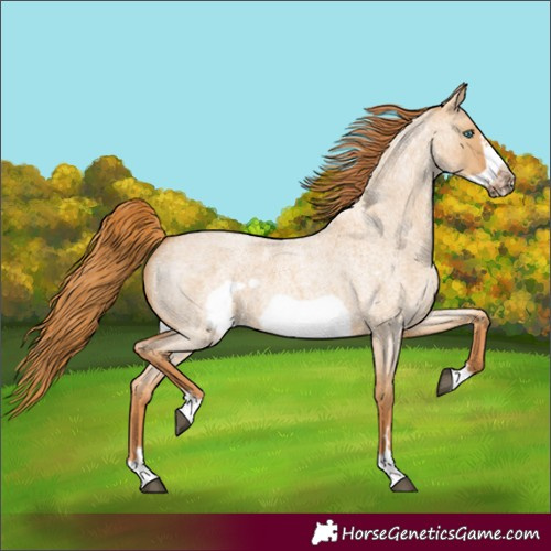 Horse Color:Red Dun Roan Frame 