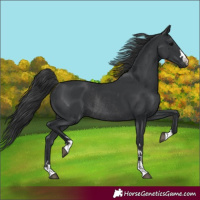 Horse Color:Black Rabicano