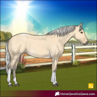 Horse Color:Silver Buckskin Dun Tobiano 