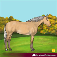 Horse Color:Silver Buckskin Dun