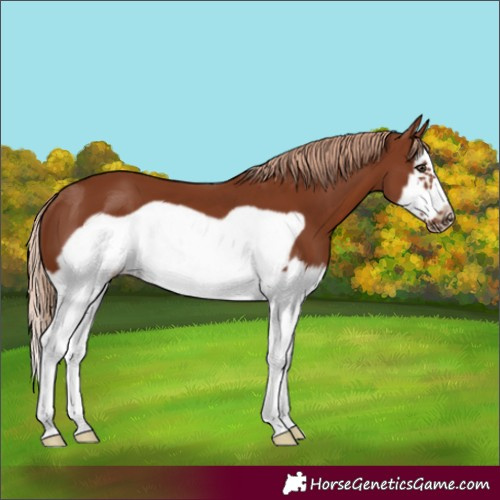 Horse Color:Chestnut Splash Frame 