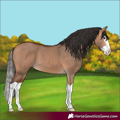 Horse Color:Bay Dun Splash 
