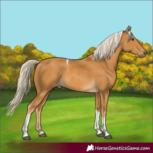 Horse Color:Palomino Tobiano Rabicano