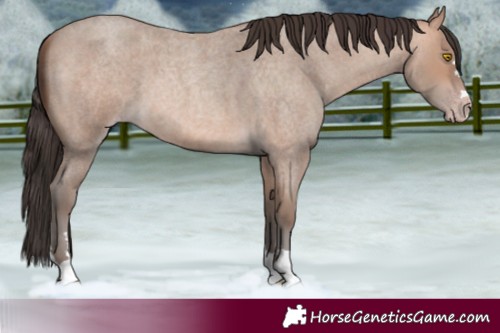 Horse Color:Amber Champagne Roan 