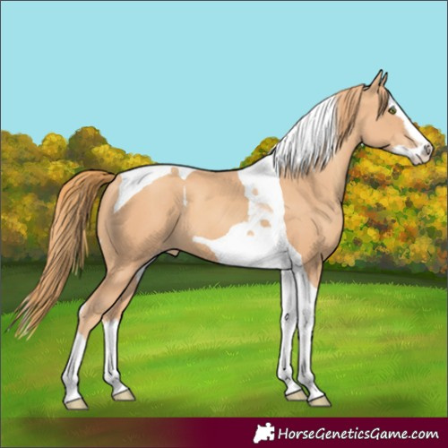 Horse Color:Gold Champagne Splash Tobiano 