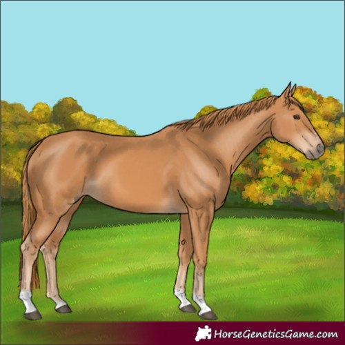 Horse Color:Chestnut Tobiano