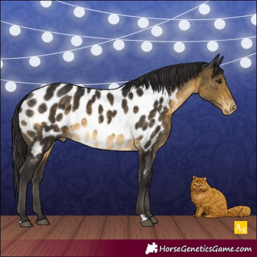 Horse Color:Buckskin Appaloosa 