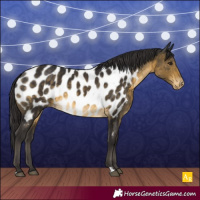 Horse Color:Buckskin Appaloosa 