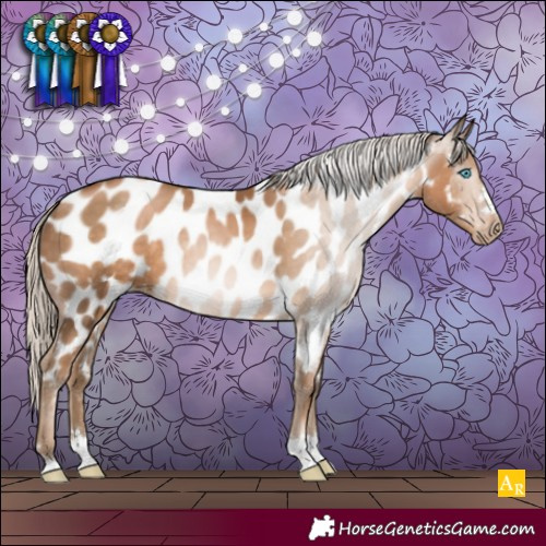 Horse Color:Gray Chocolate Palomino Pearl Appaloosa