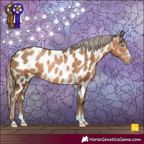 Horse Color:Gray Chocolate Palomino Pearl Appaloosa 
