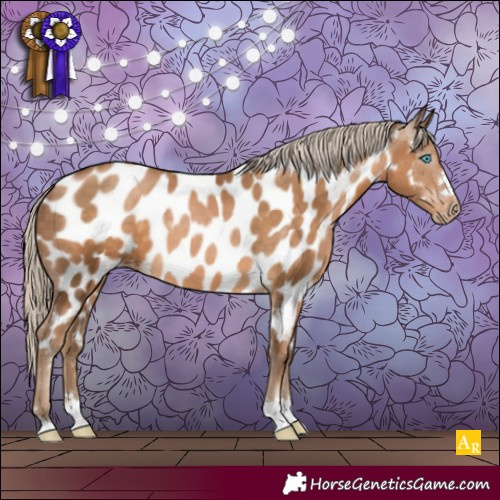 Horse Color:Gray Chocolate Palomino Pearl Appaloosa 