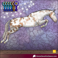 Horse Color:Gray Chocolate Palomino Pearl Appaloosa
