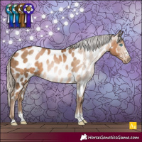 Horse Color:Gray Chocolate Palomino Pearl Appaloosa 