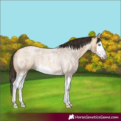 Horse Color:Buckskin Roan Splash Rabicano