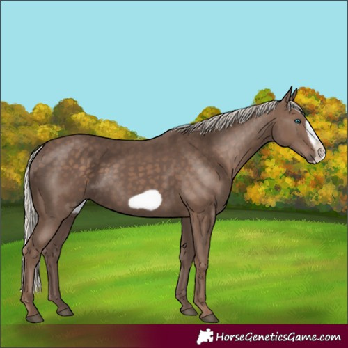 Horse Color:Silver Black Frame