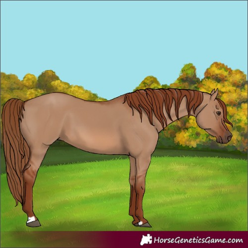 Horse Color:Red Dun