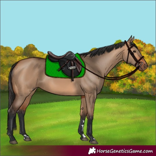 Horse Color:Bay Dun 