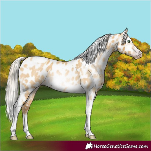 Horse Color:Gray Silver Amber Cream Champagne Roan Dun Splash Tobiano Frame Appaloosa Rabicano 