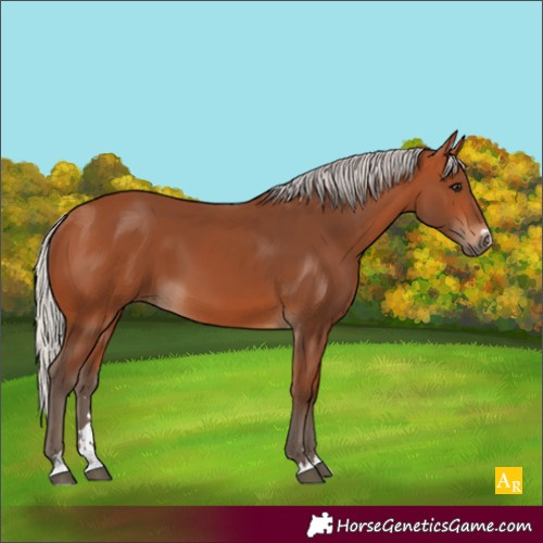 Horse Color:Unknown 
