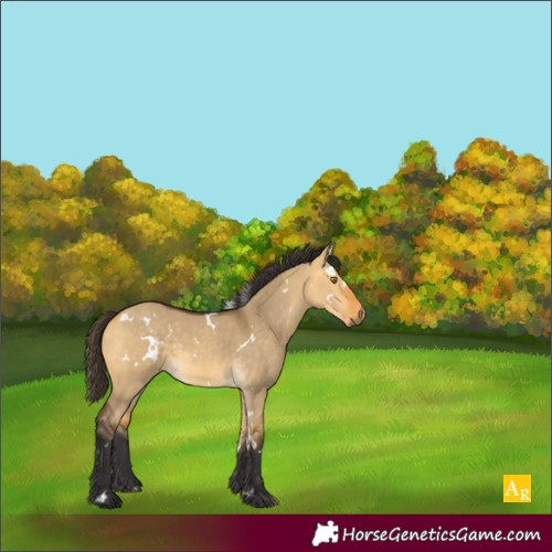 Horse Color:White Spotted Buckskin Dun 