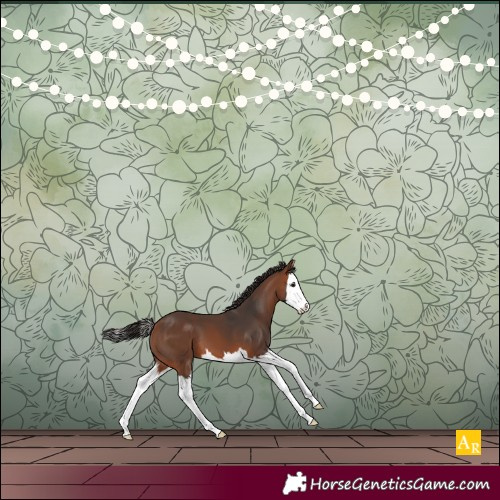 Horse Color:Bay Splash 