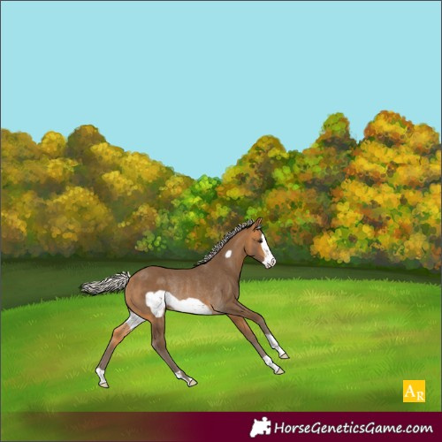 Horse Color:Silver Buckskin Frame Rabicano 