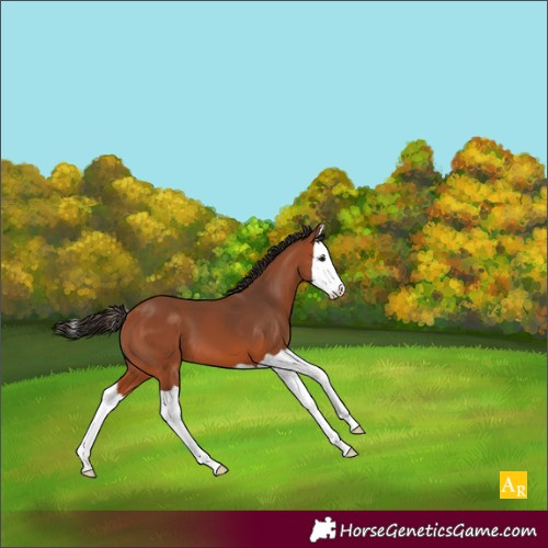 Horse Color:Bay Splash 