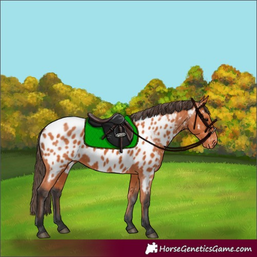 Horse Color:Bay Appaloosa