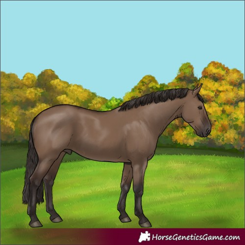 Horse Color:Liver Red Dun 