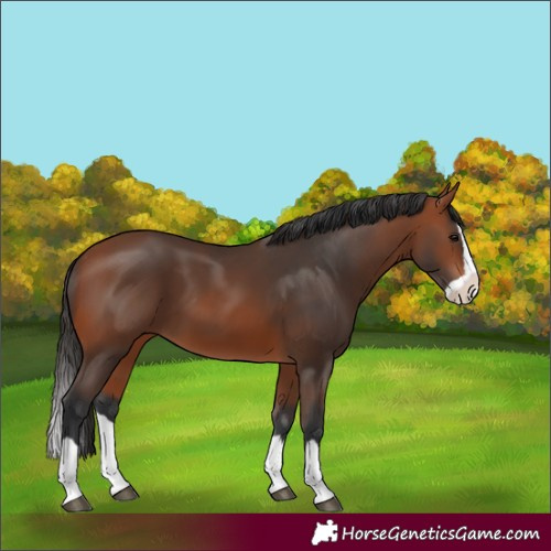 Horse Color:Bay Splash 