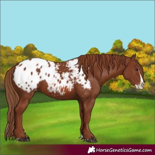 Horse Color:Chestnut Splash Appaloosa 