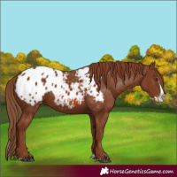 Horse Color:Chestnut Splash Appaloosa