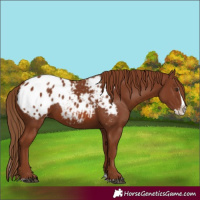Horse Color:Chestnut Splash Appaloosa