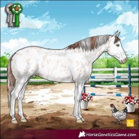 Horse Color:Gold Champagne Roan Dun Splash Appaloosa Rabicano 