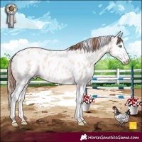 Horse Color:Gold Champagne Roan Dun Splash Appaloosa Rabicano 
