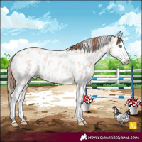 Horse Color:Gold Champagne Roan Dun Splash Appaloosa Rabicano 
