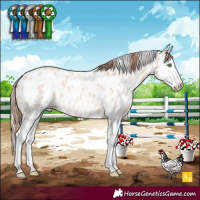 Horse Color:Gold Champagne Roan Dun Splash Appaloosa Rabicano