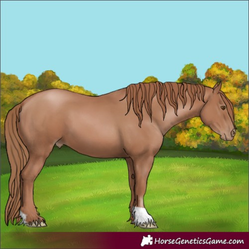 Horse Color:Black Pearl