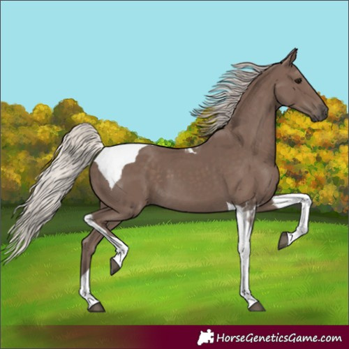 Horse Color:Silver Black Tobiano